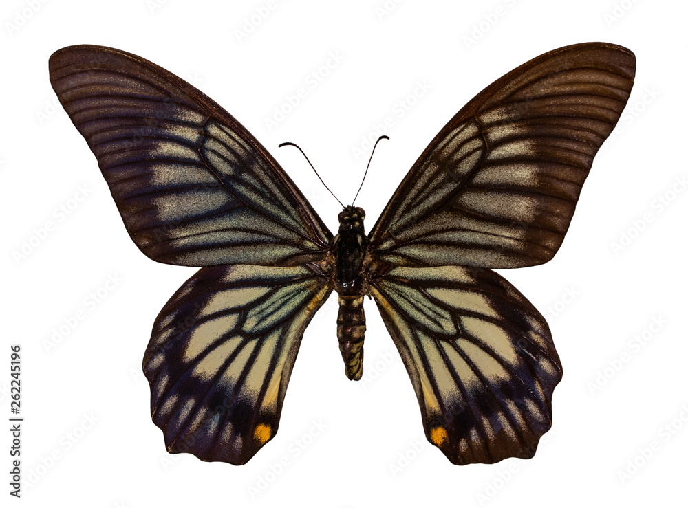Obraz premium Color butterfly, isolated on white background with clipping path, Chilasa veiovis