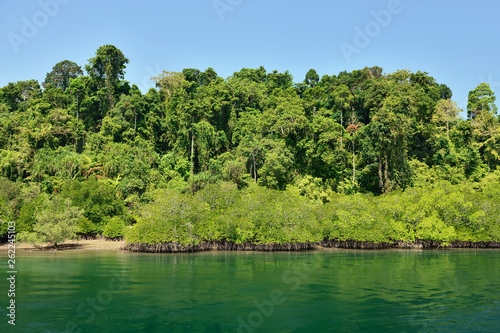 Mangrove forest on the Long Island, Andaman and Nicobar Islands, India