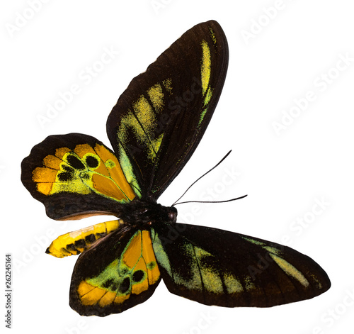 Color butterfly, isolated on white background with clipping path, Ornithoptera rothschildi photo