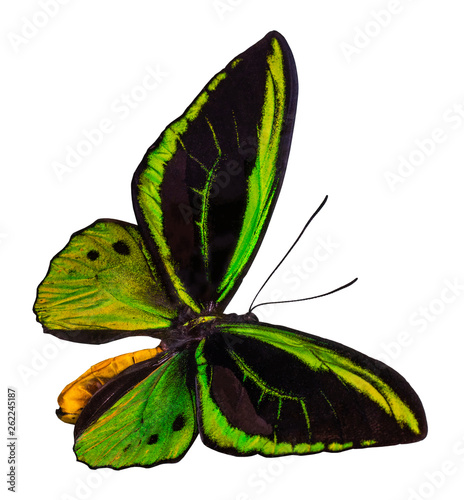 Color butterfly, isolated on white background with clipping path, Ornithoptera priamus
