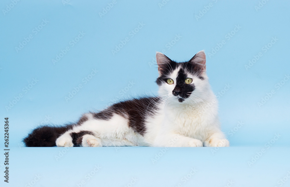 Fototapeta premium adult cat on a blue background