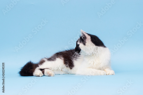 Fototapeta Naklejka Na Ścianę i Meble -  adult cat on a blue background