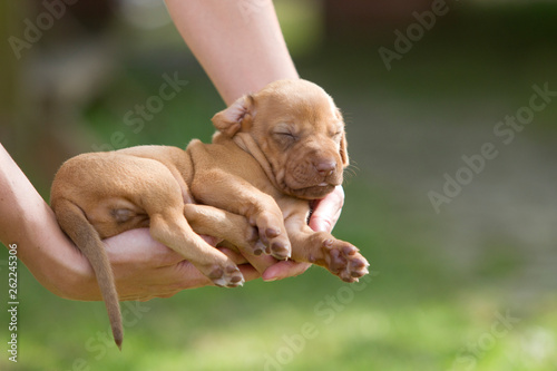 Obraz na płótnie Rhodesian Ridgeback Welpen