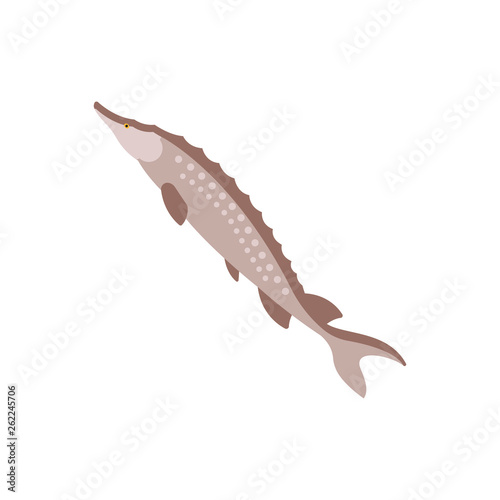 Sturgeon Illustration
