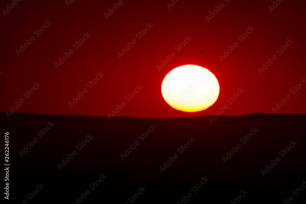 Small bird in front of sun face at sunny sunset  day over horizon