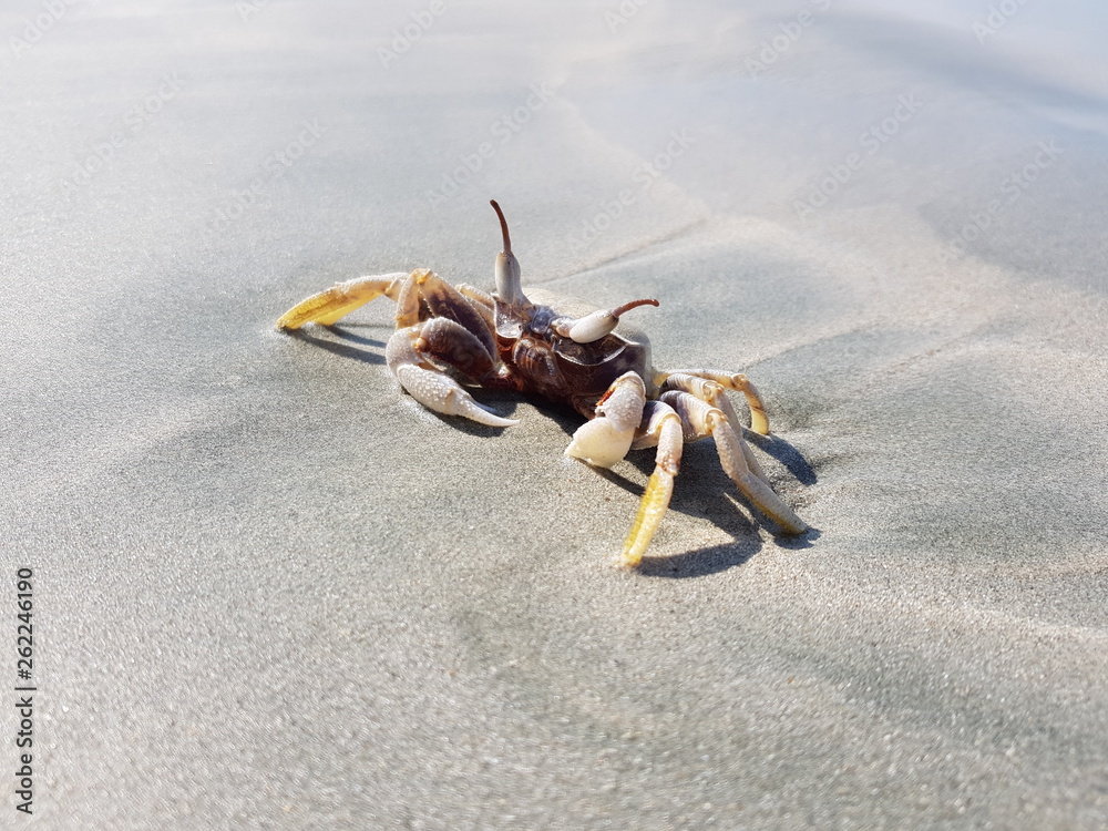 Fototapeta premium crab close up on the beach