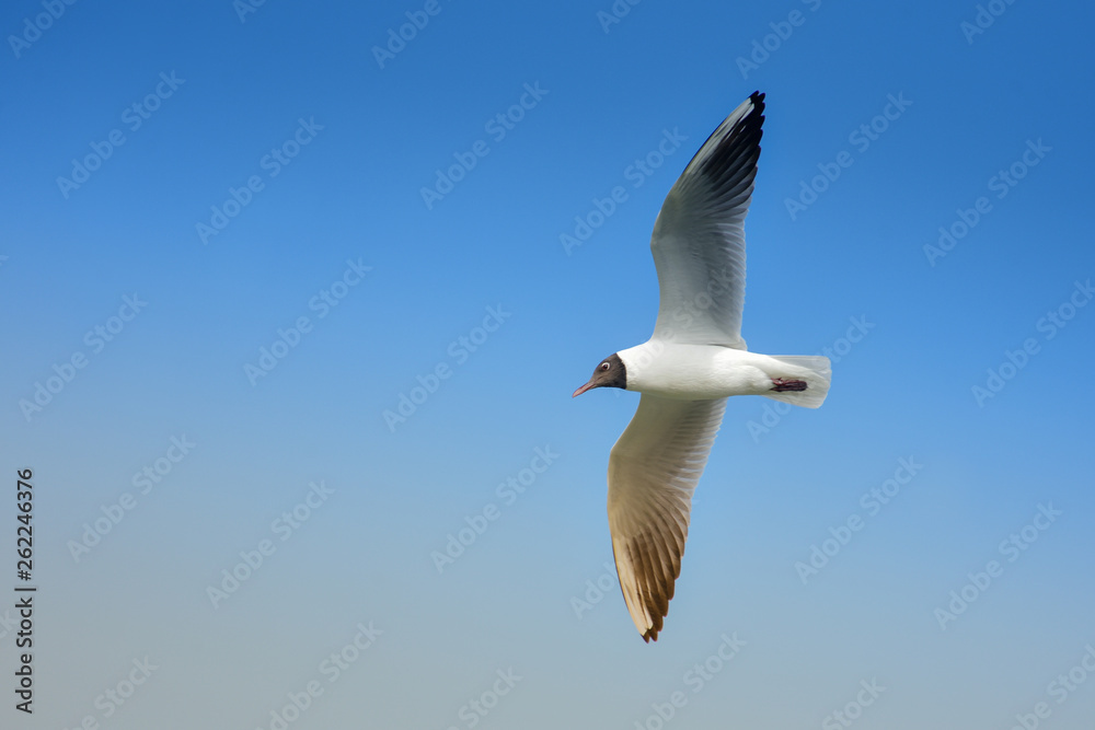 seagull in flight