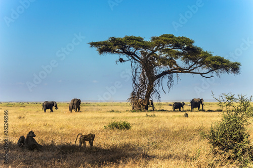 Elephant family grazing near acacia