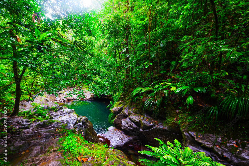 Green plants surrounding Bassin Paradise pond in Guadeloupe Green plants surrounding Bassin Paradise pond in Guadeloupe
