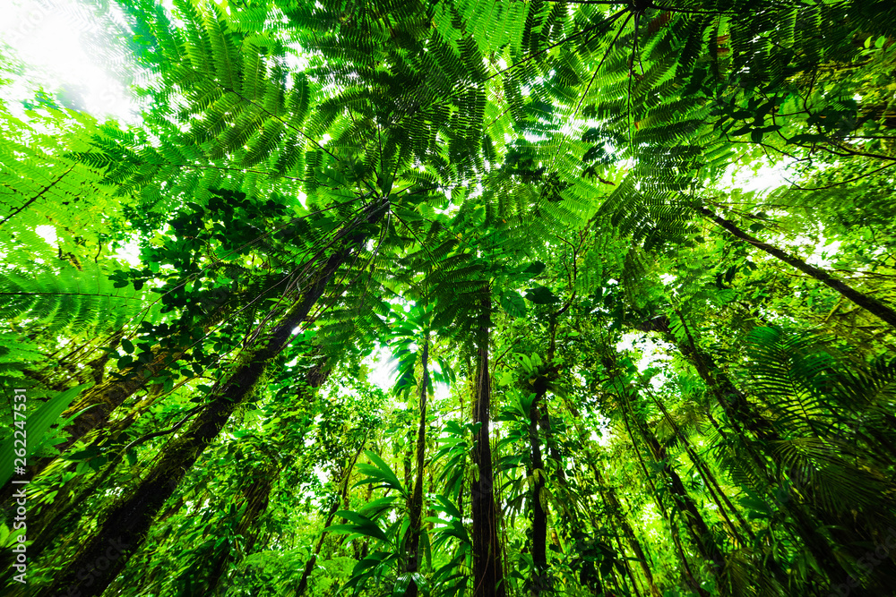 Green trees in Basse Terre jungle Green trees in Basse Terre jungle