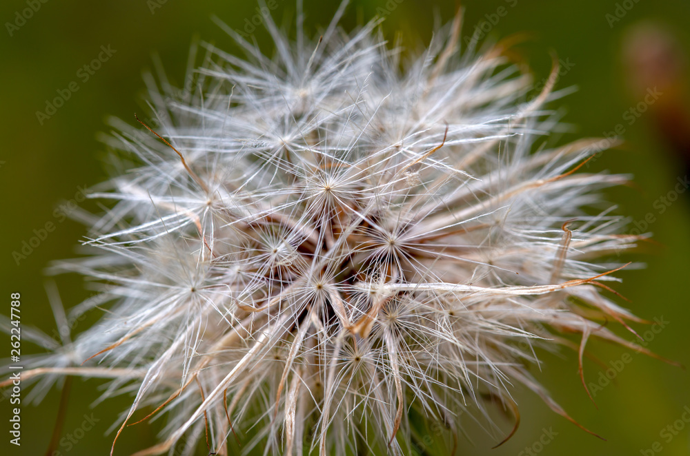 Fototapeta premium Macro photography of a false dandelion seed head. Captured at the Andean mountains of central Colombia.