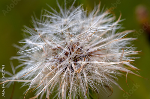 Macro photography of a false dandelion seed head. Captured at the Andean mountains of central Colombia.