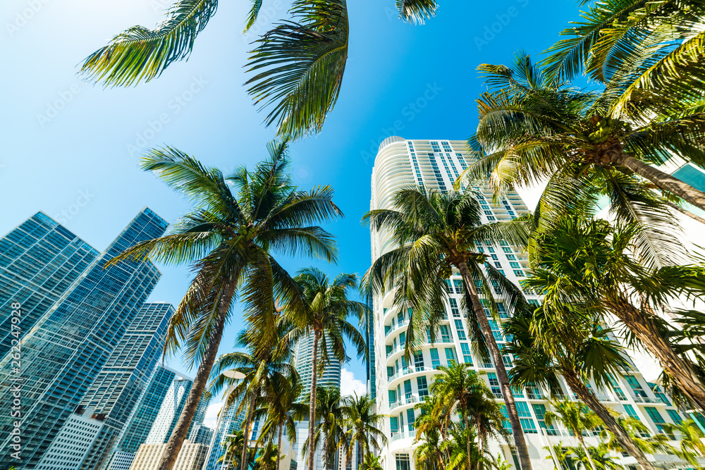 Obraz premium Coconut palms and skyscrapers in downtown Miami