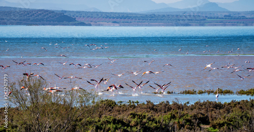 Greater Flamingos in Lagoon Fuente de Piedra, Andalusia, Spain