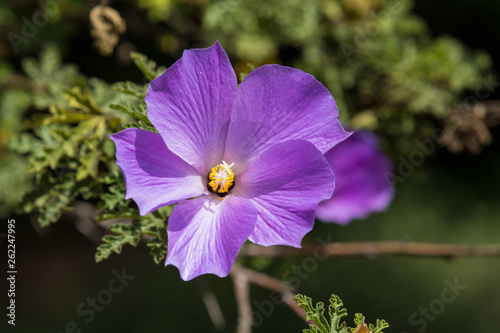 Fully open purple flower bloom against a green leafy background