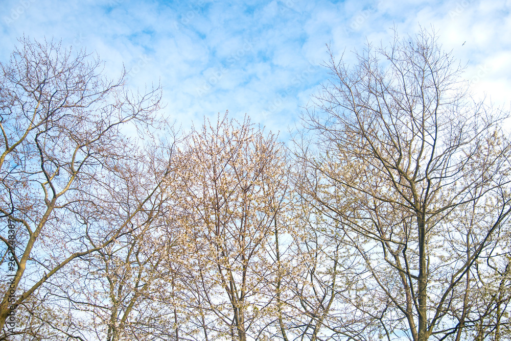 tree and blue sky tree and blue sky