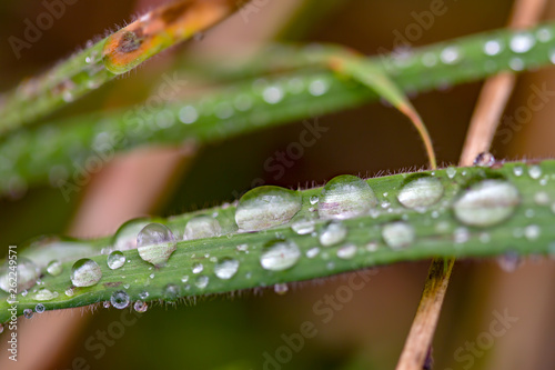 Macro photography of some morning dew drops on a leaf of grass. Captured at the Andean mountains of central Colombia.
