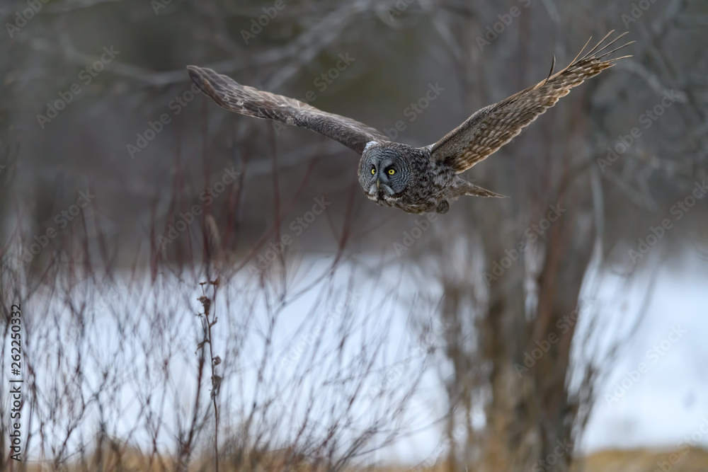 Obraz premium Great Grey Owl in Flight in Winter