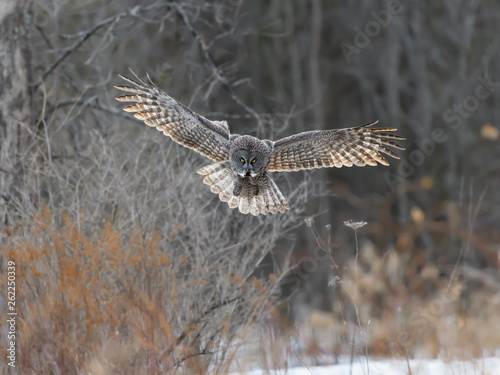 Great Grey Owl in Flight in Winter
