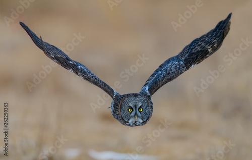 Great Grey Owl in Flight  in Winter