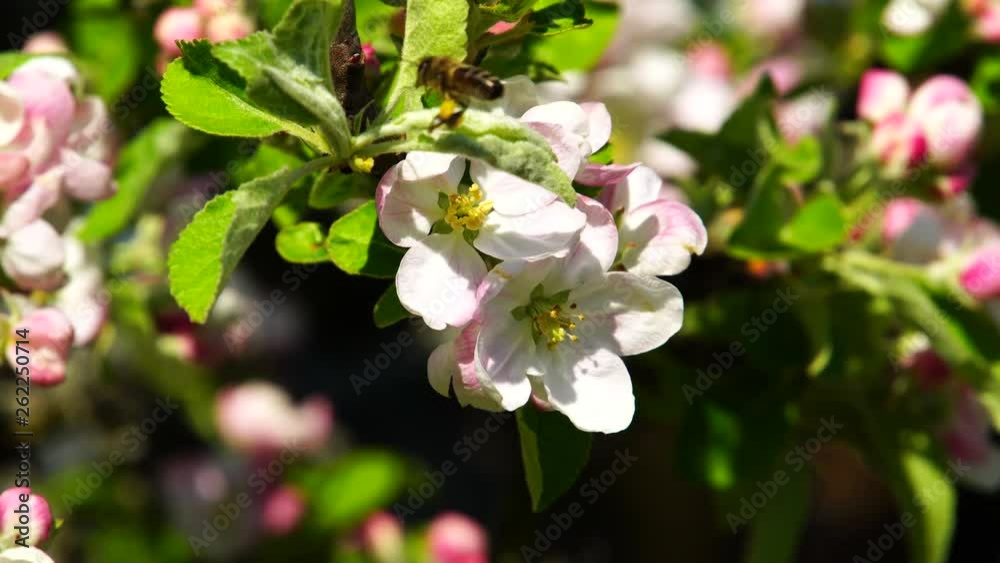 Apple tree blossoms with bee Apple tree blossoms with bee