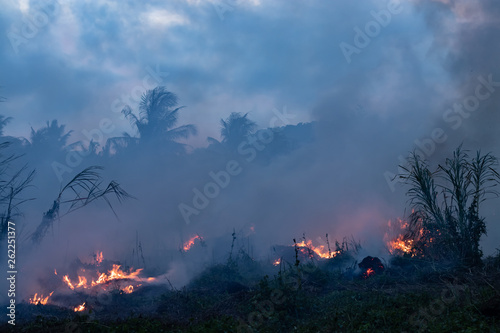 Forest fire at night. Bushes are burning, the air is polluted with smoke. Fire, close-up.