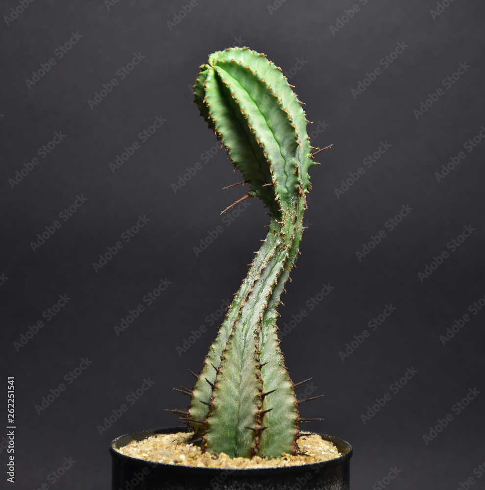 Naklejka premium Cactus and succulents in handmade pots