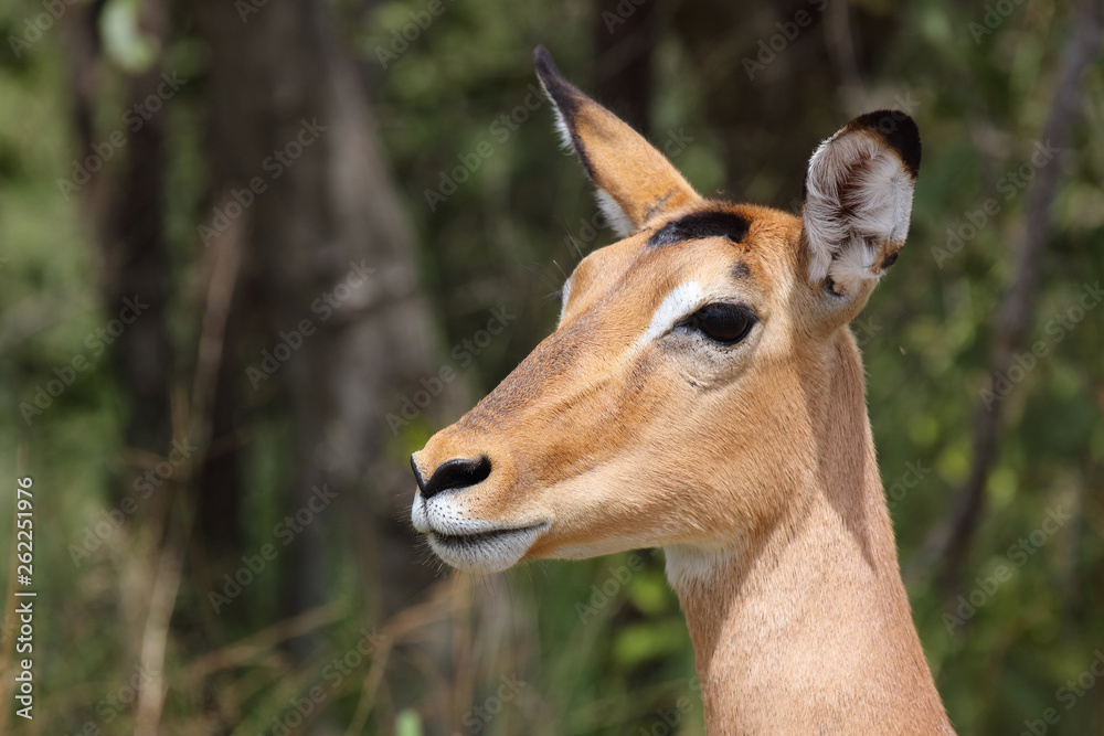 Schwarzfersenantilope / Impala / Aepyceros melampus Schwarzfersenantilope / Impala / Aepyceros melampus