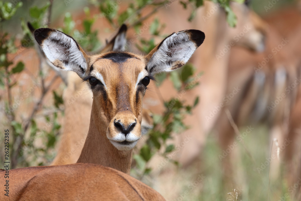 Schwarzfersenantilope / Impala / Aepyceros melampus