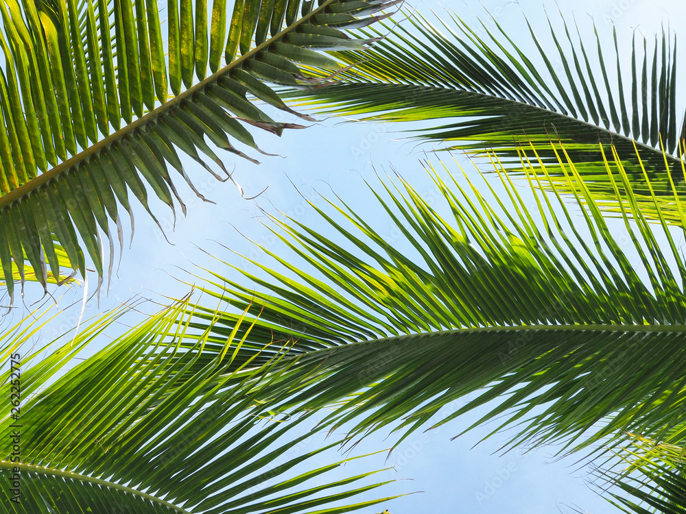 green leaf of palm tree for background