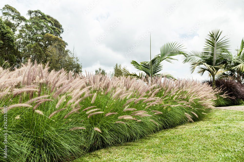 Ornamental spikes garden plant Ornamental spikes garden plant