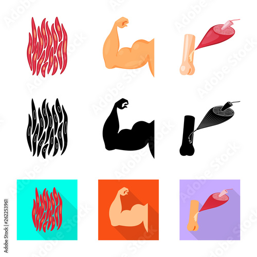 Vector illustration of fiber and muscular icon. Collection of fiber and body  stock symbol for web.