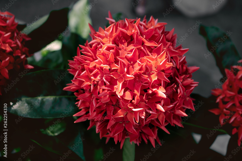 Beautiful Red spike flower. Ixora flower blooming Rubiaceae . in the garden. Beautiful Red spike flower. Ixora flower blooming Rubiaceae . in the garden.