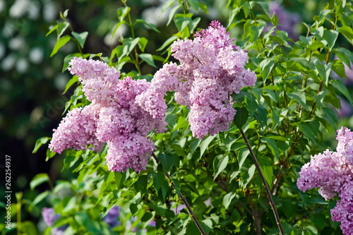 Lilac flowers