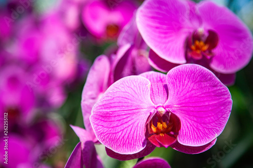 beautiful orchids in a tropical garden