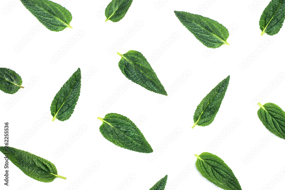 Fresh green leaves isolated on white background. Fresh green leaves isolated on white background.