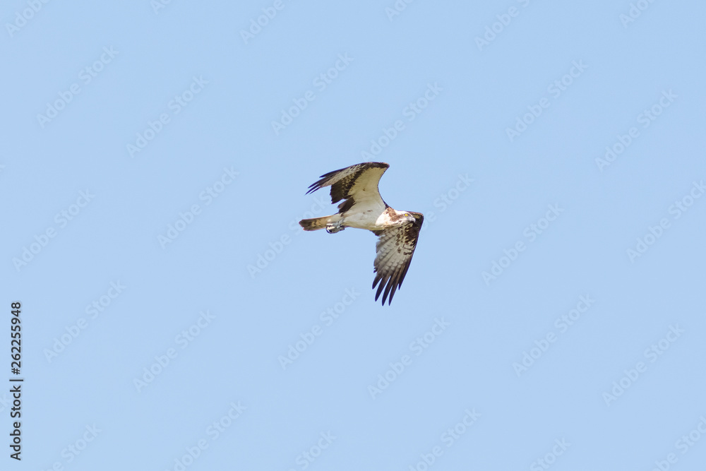 Obraz premium Fischadler