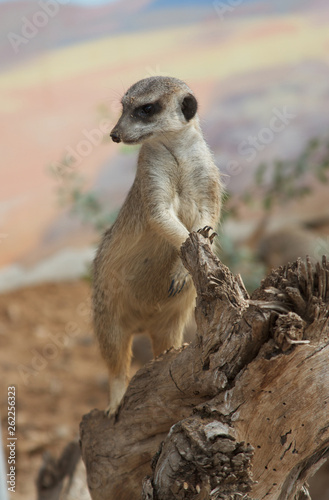 Meerkat on duty