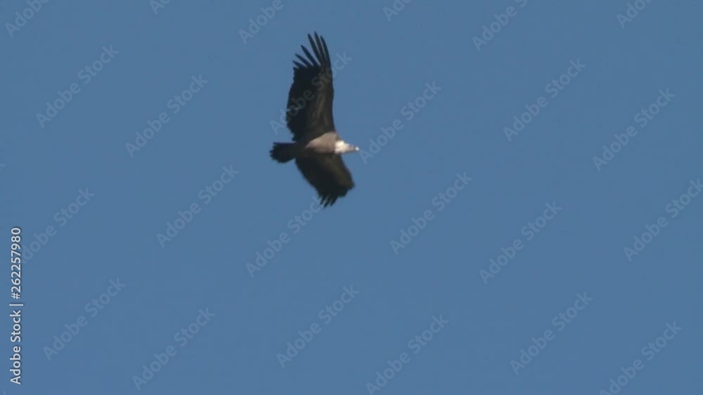 FLYING EAGLE FLYING EAGLE