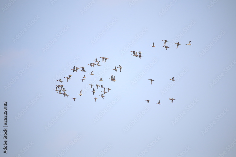 鳥の群れ 鳥の群れ