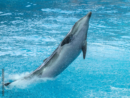 Dolphin portrait in the water