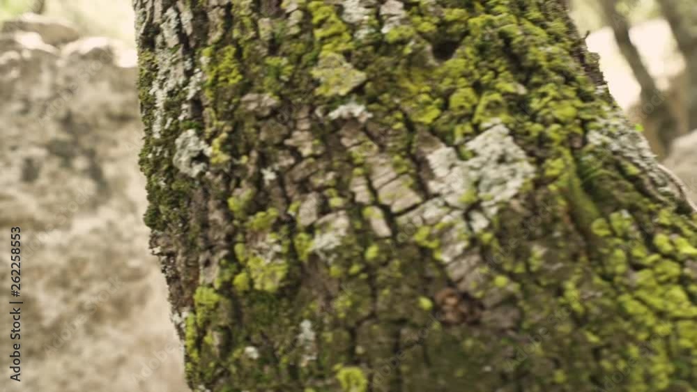 moss on tree moss on tree