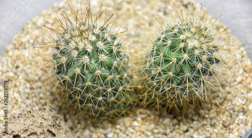 Cactus and succulents in handmade pots