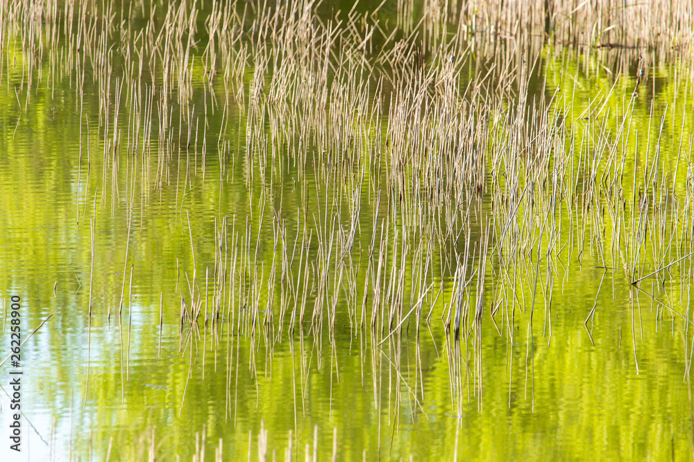 Reed grows in the pond as a background Reed grows in the pond as a background