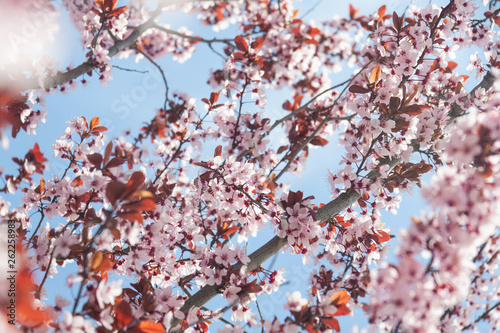 cherry blossom in spring