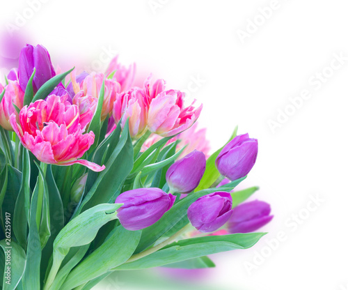 Fototapeta Naklejka Na Ścianę i Meble -  Pink fresh tulips