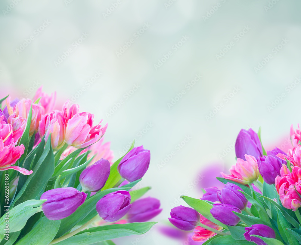 Fototapeta premium Pink fresh tulips