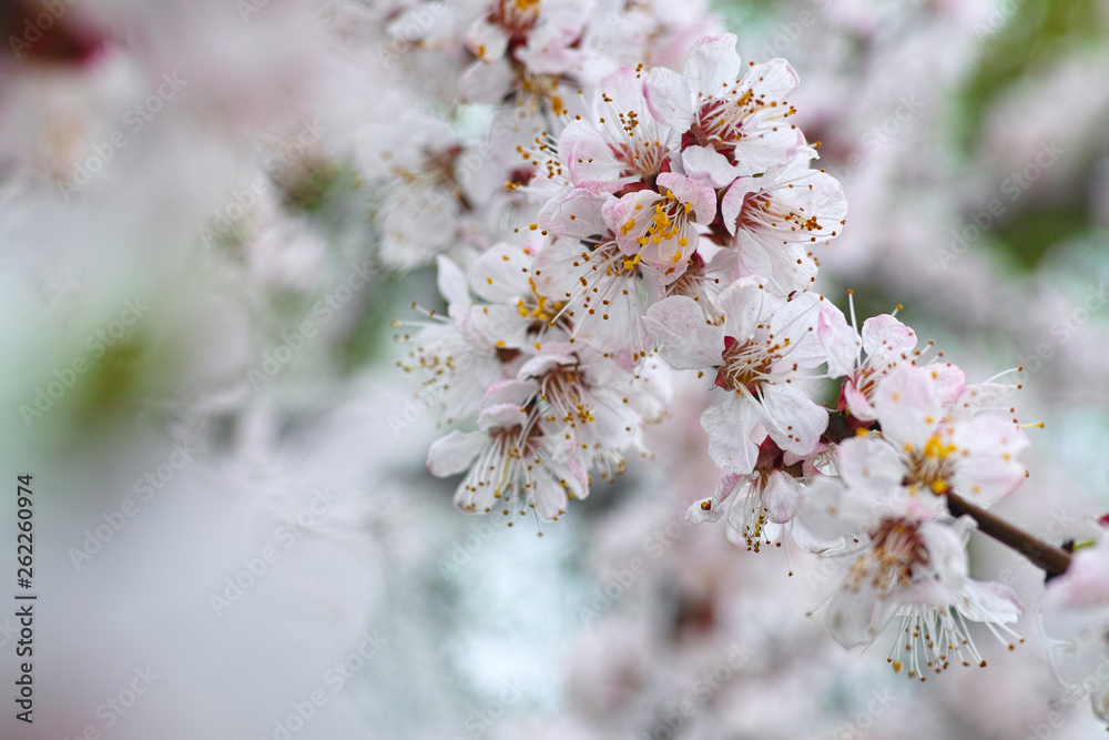 Cherry blooms