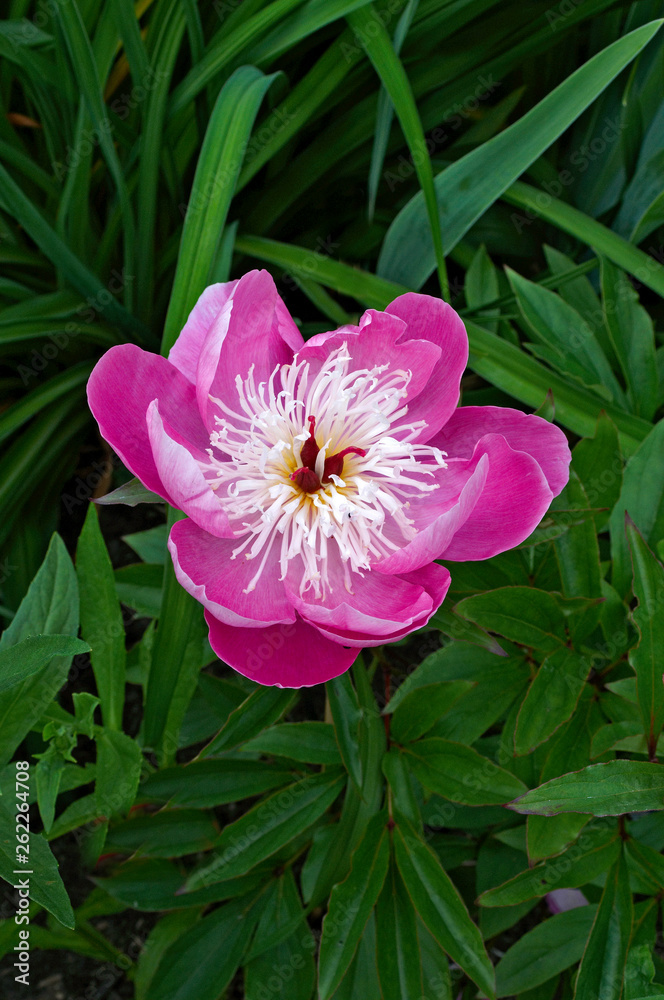 Close up of a flowering Peony 'Bowl of Beauty' Close up of a flowering Peony 'Bowl of Beauty'