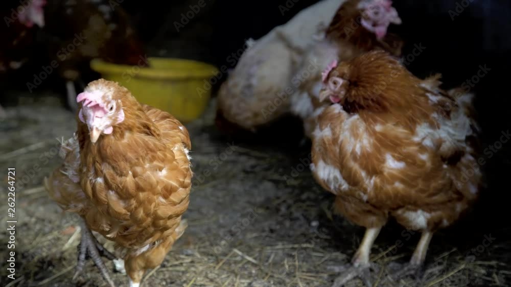 custom made wallpaper toronto digitalChicken and Rooster walks on the farm and pecking grain.